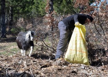Keçisiyle çevreyi temizliyor