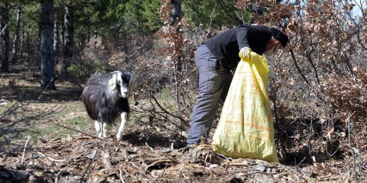 Keçisiyle çevreyi temizliyor