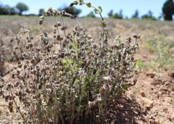 Denizli kekiği tescil belgesi aldı