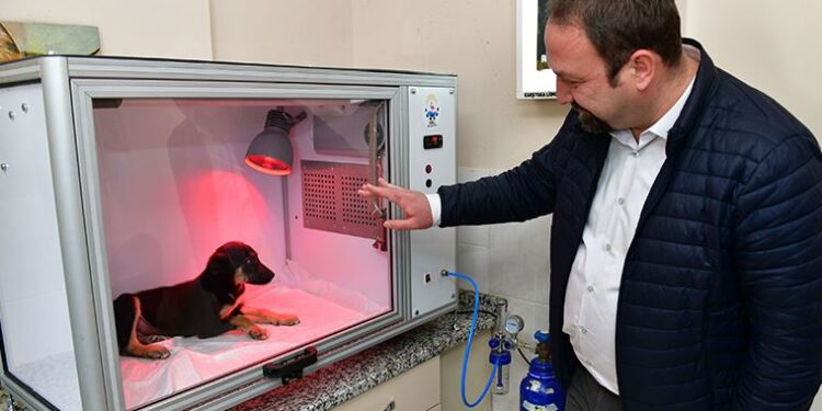 Çiğli’de hastalanan sokak sakinleri için ‘yaşam kapsülü’
