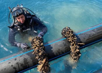 Bakanlığın desteğiyle midye üretim tesisi kurdu