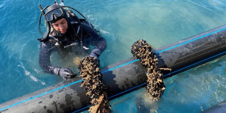 Bakanlığın desteğiyle midye üretim tesisi kurdu