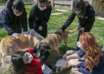 Öğrencilerin harçlıkları can dostlara mama oldu