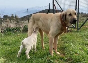 Çoban köpeğinin vefası duygulandırdı