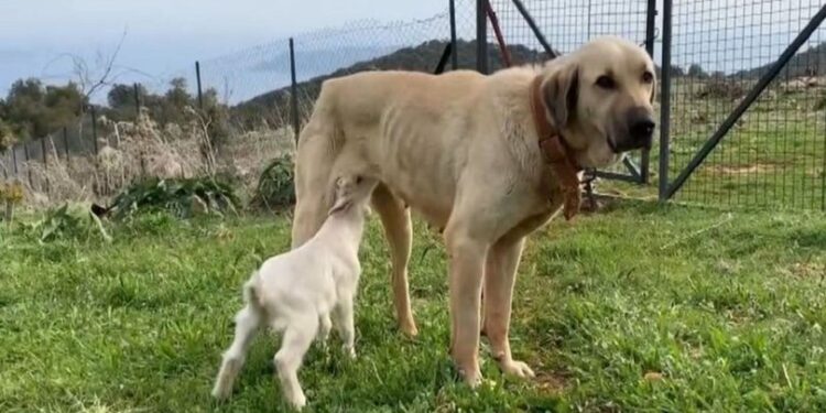Çoban köpeğinin vefası duygulandırdı