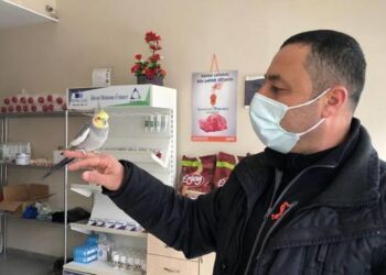 İnanılmaz olay! Bu kuşu duyan şoke oluyor