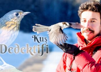 Kuş dedektifi 20 yıldır gökyüzündeki rengarenk kuşların peşinde