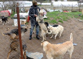 Kadınlar sokak hayvanlarına önce gönüllerini sonra evlerini açtılar