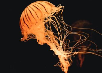 Denizanasına benzeyen gök cismi keşfeildi