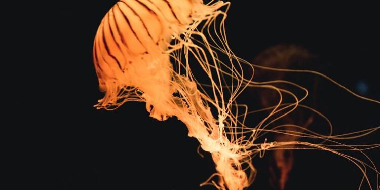 Denizanasına benzeyen gök cismi keşfeildi