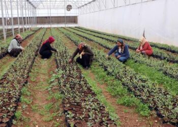 İlk defa kendi paralarını kazandılar… 7 kadın beraber kurdu! Almanya’ya ihraç ediyorlar