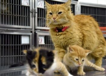 Anne kedinin veterinere getirdiği yavrular sahiplenildi
