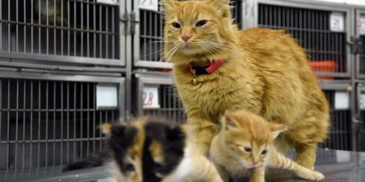 Anne kedinin veterinere getirdiği yavrular sahiplenildi