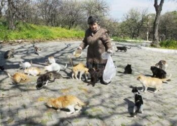 Emekli hemşire 17 yıldır sokak kedilerini besliyor
