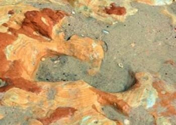 İspanya’da Neandertal çocuğun 100 bin yıllık ayak izleri bulundu