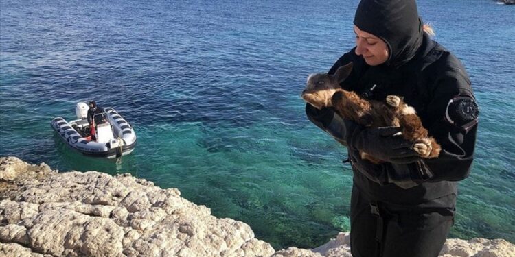 Adada yaşayan engelli oğlak için seferber oldular