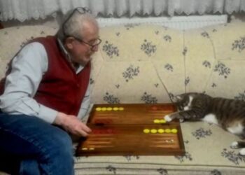 Tavlacı kedi fenomen oldu! Kapı alıp zar atıyor