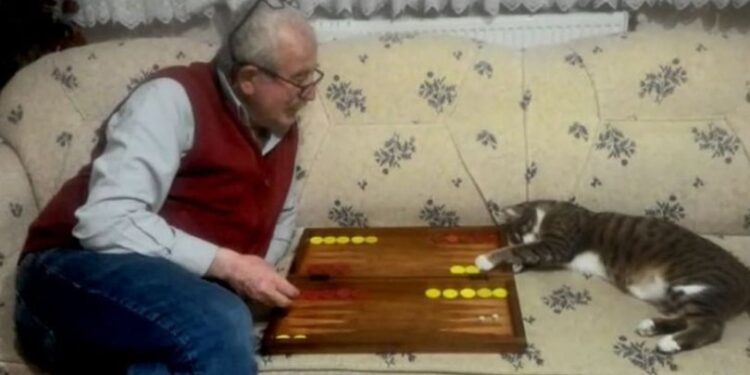 Tavlacı kedi fenomen oldu! Kapı alıp zar atıyor