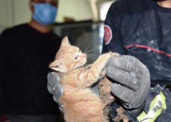 Tavan arasında mahsur kalan yavru kedi kurtarıldı