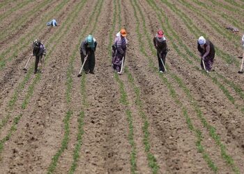 Tekfen Vakfı ve TİSVA ‘Kadın Çiftçi Kredisi’ ile dar gelirli kadınları iş sahibi yapacak