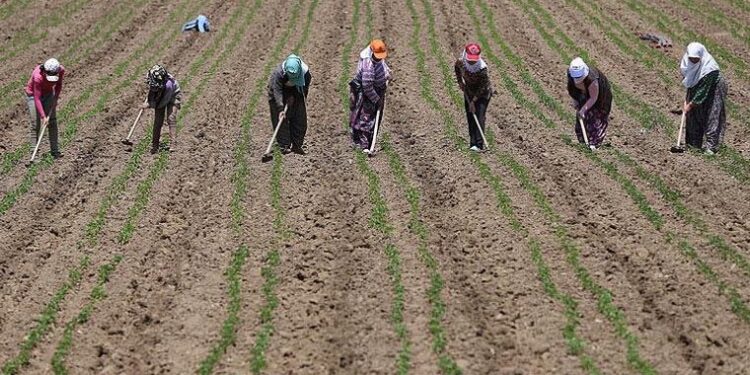 Tekfen Vakfı ve TİSVA ‘Kadın Çiftçi Kredisi’ ile dar gelirli kadınları iş sahibi yapacak