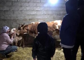 Buzağı Güneş’in Nezahat annesi