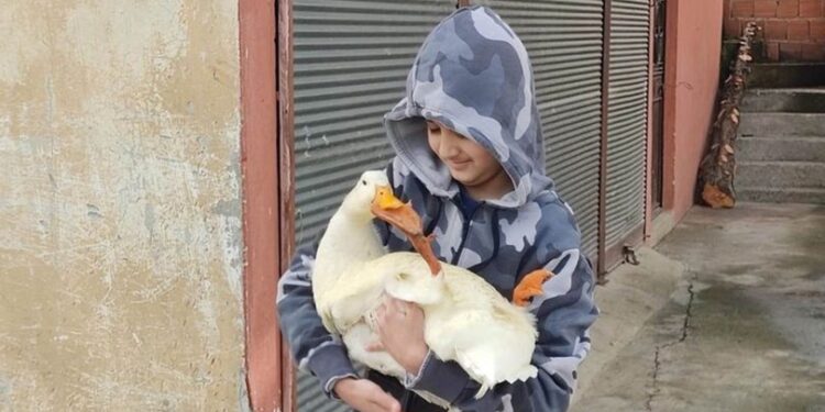 Küçük Yusuf’la ördeğin yürekleri ısıtan dostluğu