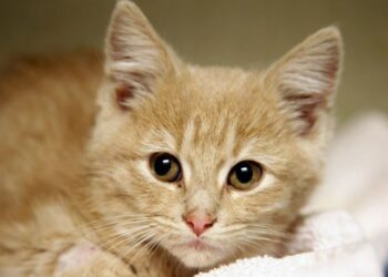 Rusya’da kuruldu… ‘Kedi Bürosu’ ilgi çekiyor