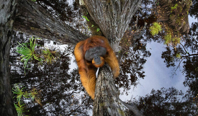 Ağacın tepesinde saatlerce bekledi… Tam zamanında kaydetti