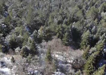 Asırlık kaya fındığı ağaçları koruma altında