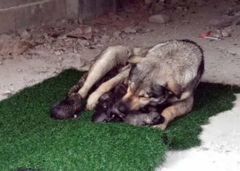 Yağmurlu havada doğum yapan köpek ile 10 yavrusuna mahalleli sahip çıktı