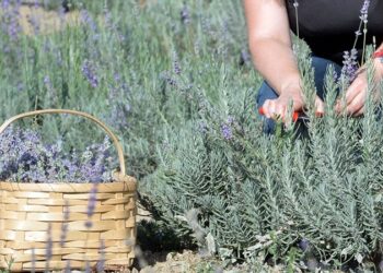 Araştırmaya göre, bitkiler ile insanlar arasında iletişim sağlamak mümkün