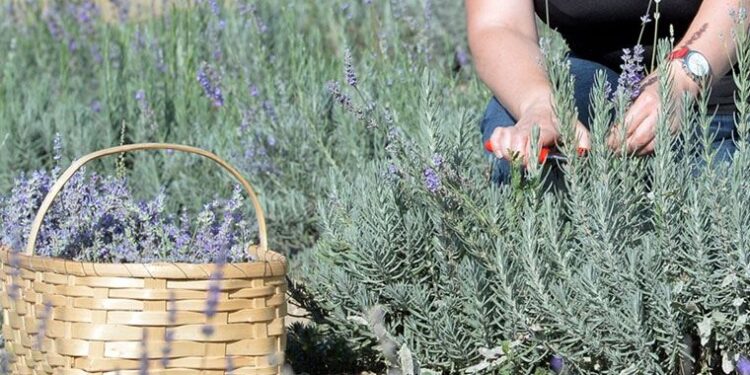 Araştırmaya göre, bitkiler ile insanlar arasında iletişim sağlamak mümkün