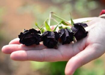 Halfeti’de yetişen ‘karagül’ tescillendi