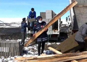 Van’da, hayvanseverlerden sokak köpekleri için kulübe