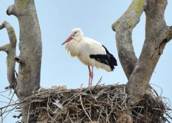 Kızılırmak Deltası, leyleklerle şenlendi
