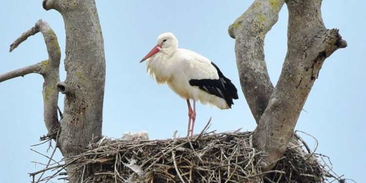 Kızılırmak Deltası, leyleklerle şenlendi
