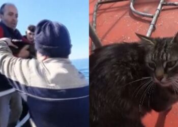 Zonguldak’ta kaybolan kedi Tekirdağ’a giderken bulundu: Tekneye binmiş
