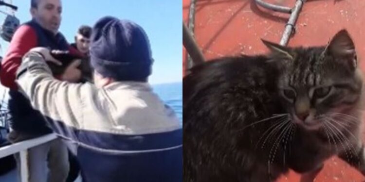 Zonguldak’ta kaybolan kedi Tekirdağ’a giderken bulundu: Tekneye binmiş