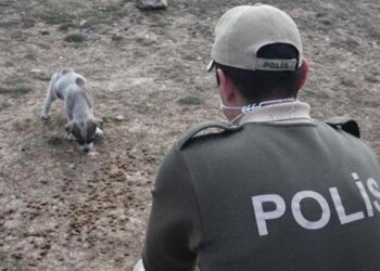 HAYDİ polisleri, sokak hayvanlarına sahip çıkıyor
