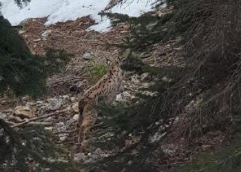 ‘Ormanın hayaleti’ Göksun’da görüldü!