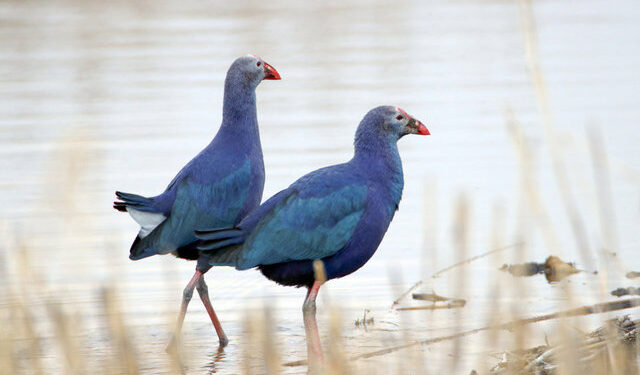 Göç etmeyen kuşlar Ağrı Dağı Milli Parkı’na renk katıyor