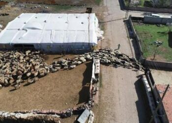 200 kuzunun anneleriyle buluşma anı, dronla görüntülendi