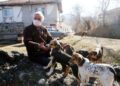 Sokak köpekleri için köyden ayrılmadı
