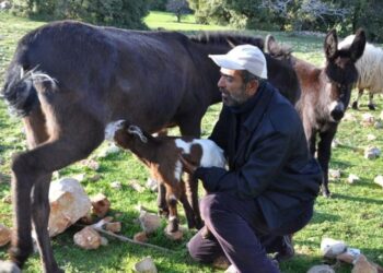 Eşeğin oğlağa annelik yapması şaşırttı