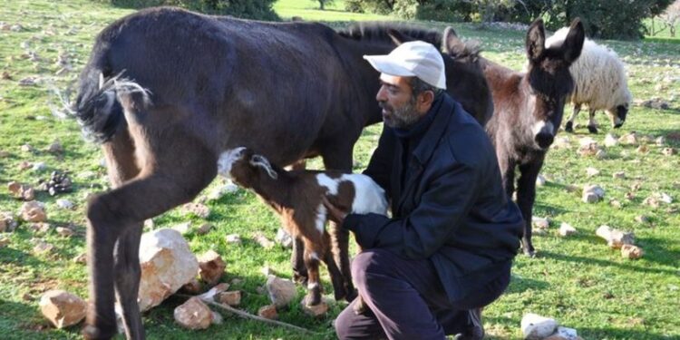 Eşeğin oğlağa annelik yapması şaşırttı