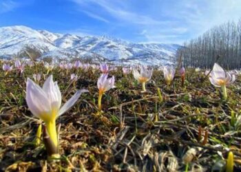Muş Ovası’nda kardelen güzelliği