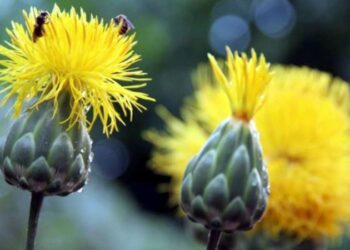 Kuşadası’nın endemik bitkisi ‘tülüşah’ koruma altında