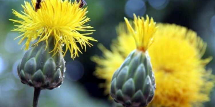 Kuşadası’nın endemik bitkisi ‘tülüşah’ koruma altında
