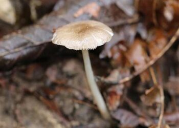 Dünyada sadece Artvin’de yetişen bir mantar türü keşfedildi